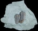 Two Huge, Oldenburg Flexicalymene Trilobites #5526-2